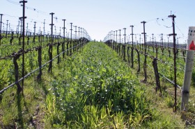 Cover crop is the name given to vegetation that is grown between the vines.